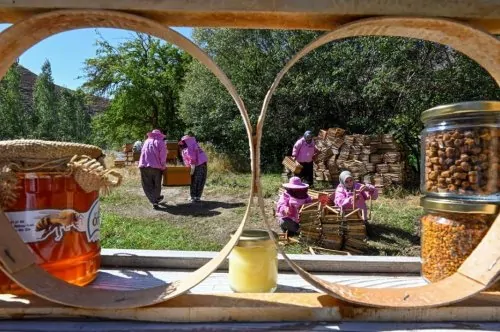 Pembe kıyafetli kadınlar 2 bin rakımlı yaylada bal hasadına başladı