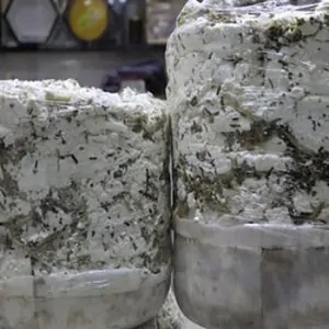 Van Otlu Küp Peyniri - 1 KG