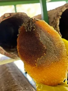 Sepet Karakovan Bal - 3 KG